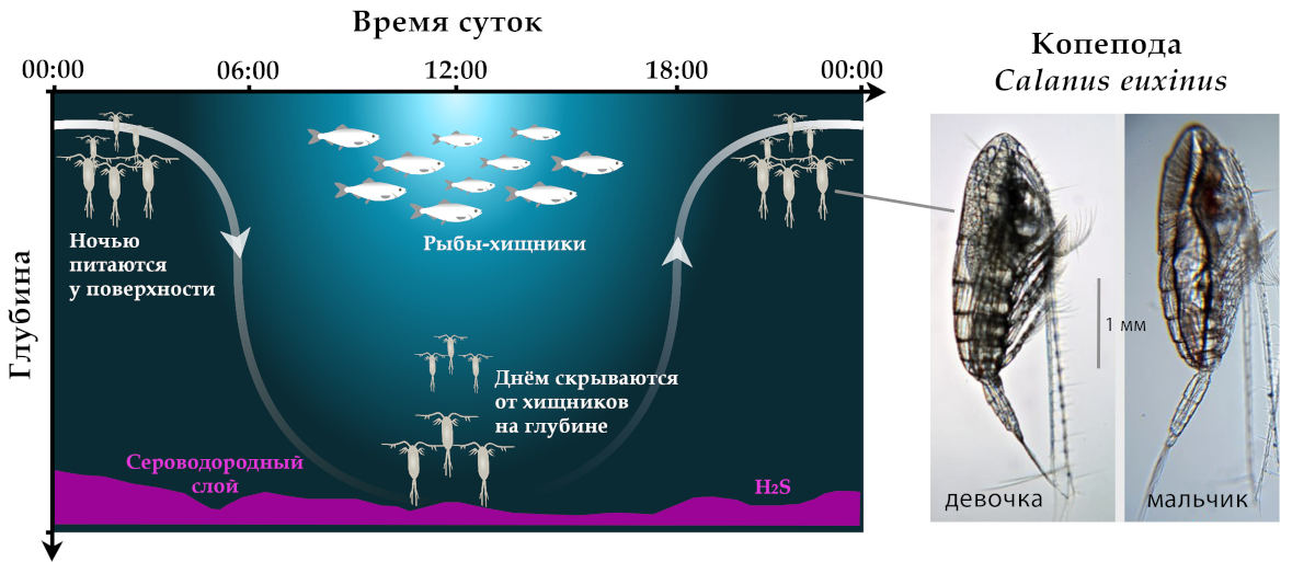 Южный берег Крыма
