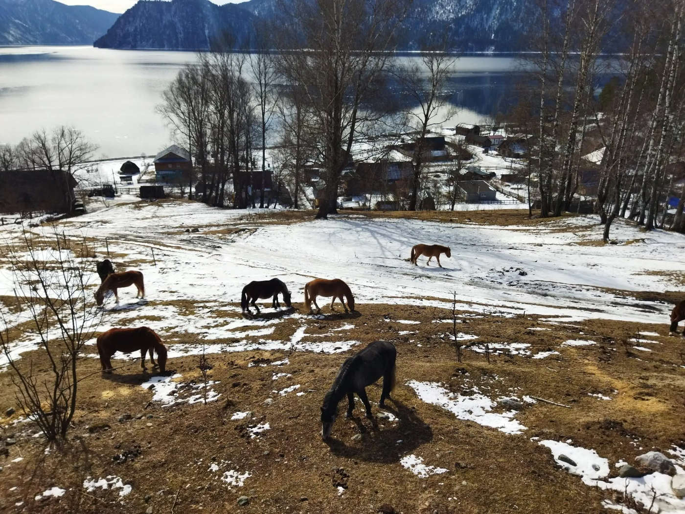 Исследование суточных ритмов подводной жизни в заливе Камга Телецкого озера