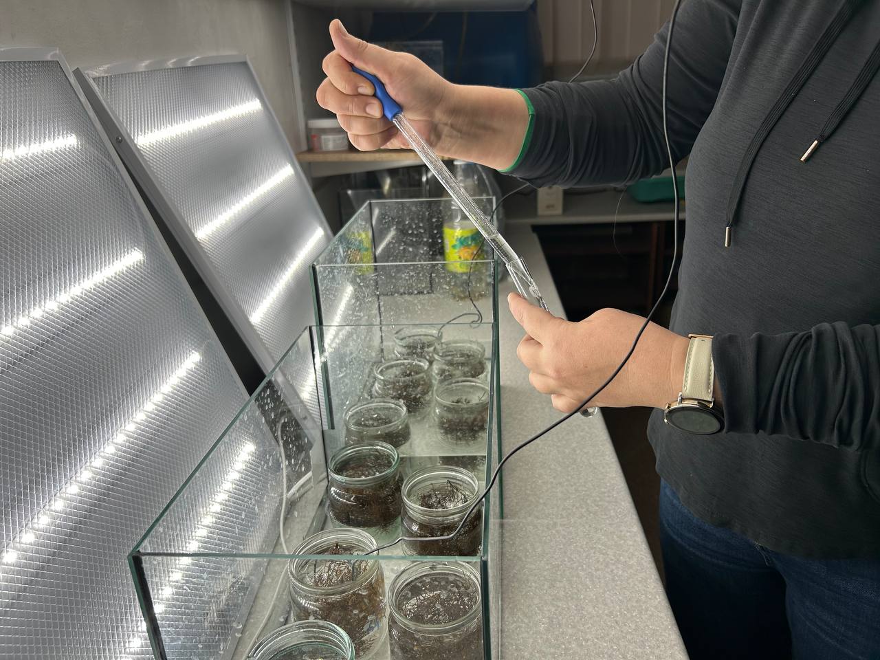 Эксперимент на цистозире