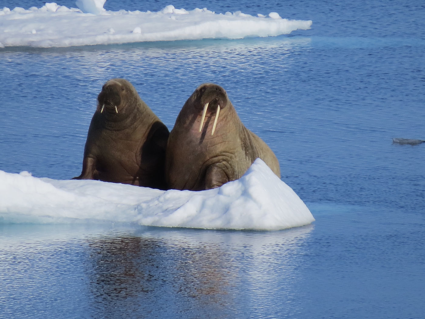 Arctic Expedition of the Floating University
