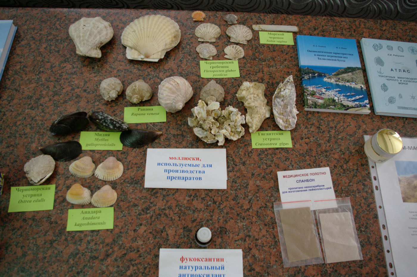 Regional Intellectual Marathon on Oceanology Sea of Knowledge — 2019